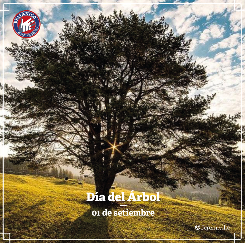 dia arbol